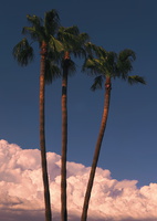 Palm Trio Panorama1s