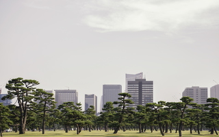 Tokyo Skyline Trees 02