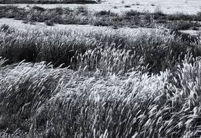 Spring in Tempe Desert Field black white d