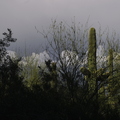 Tempe_in_May_ASU_Arboretum_Saguaro_Cactus_Sun_Rocks_01.jpg
