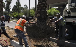 Palm Tree Planting with Crane Roots Dirt