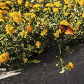 An_October_Day_Monarch_Butterfly_02.jpg