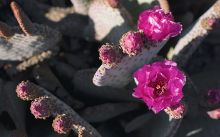 A Different Spring Nopal Prickly Pear Cactus Blossom Purple