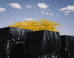 Crates wrapped black plastic yellow tree clouds pandemic covid-19