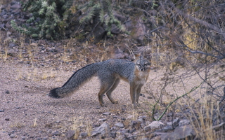 Tempe Mid October Coyote in the City