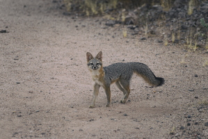 Tempe Mid October Coyote in the City 1