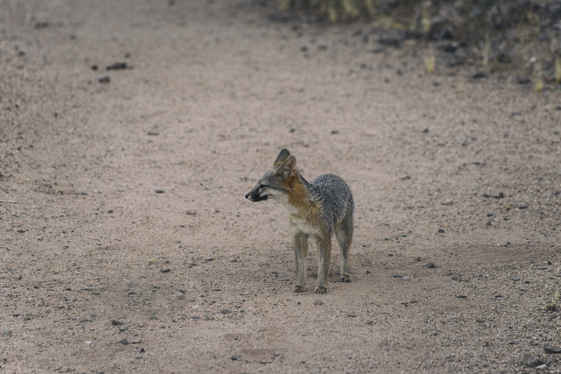 Tempe_Mid_October_Coyote_in_the_City_3.jpg