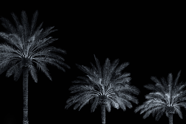 Perennial_Palm_Tree_Fronds.jpg