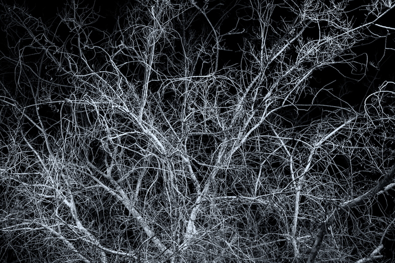 Tempe_Winter_Night_Tree.jpg