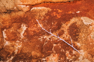 Petrified twig rock iron ore