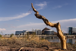 Fall Days in the City Tempe Town Lake Tree