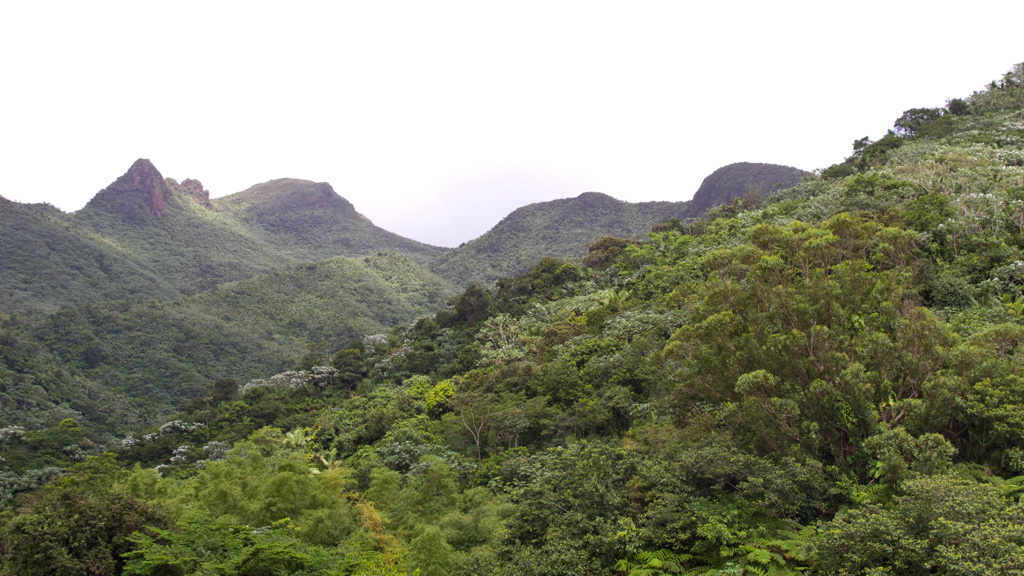 El%20Yunque%20059