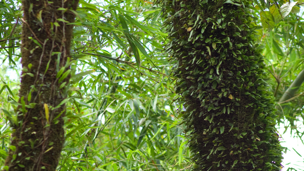 El%20Yunque%20091