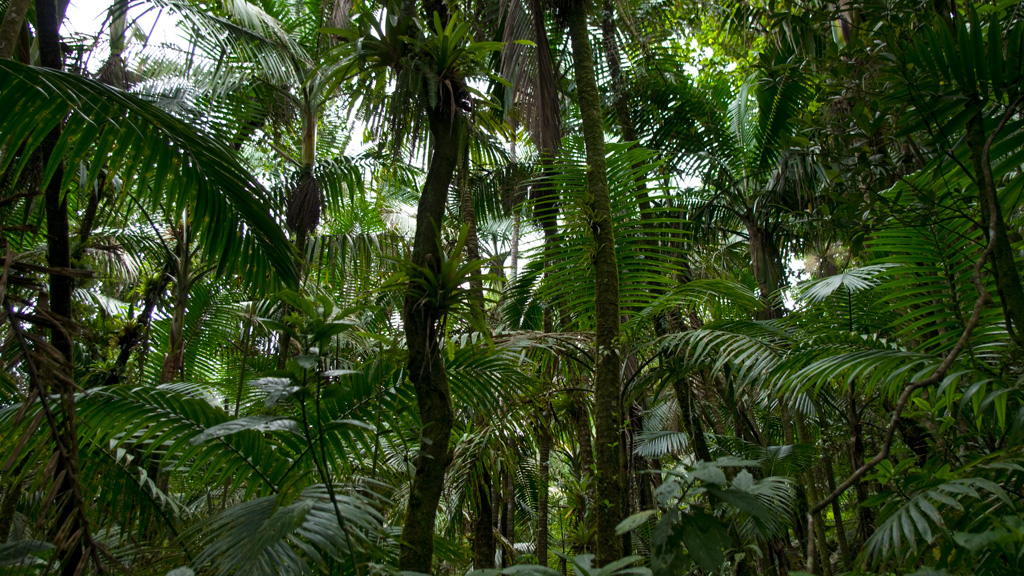 El%20Yunque%20113