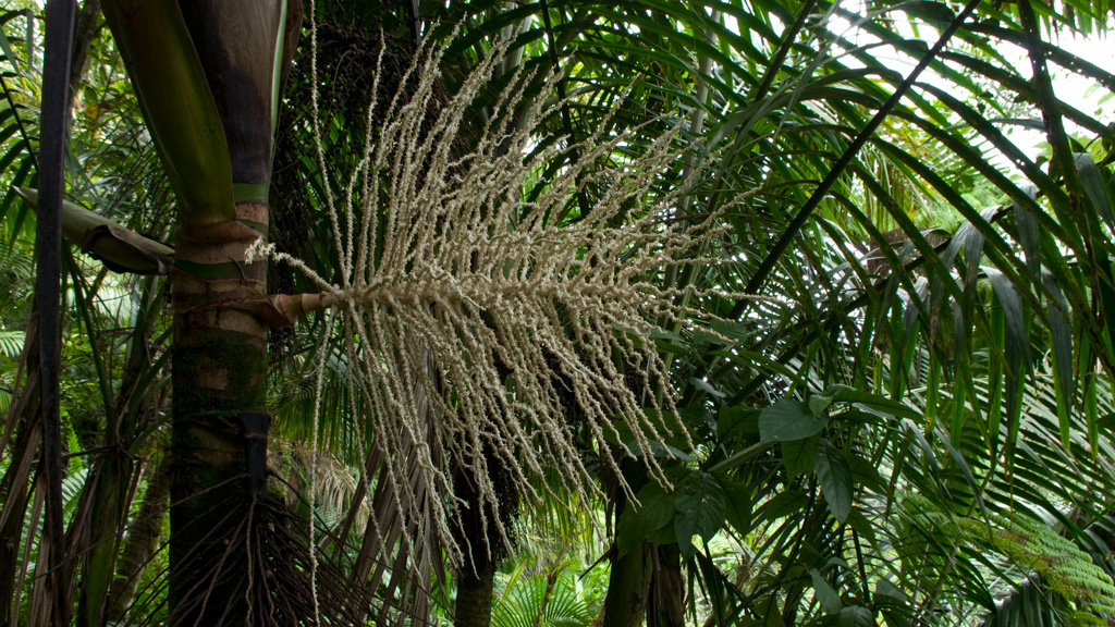 El%20Yunque%20122