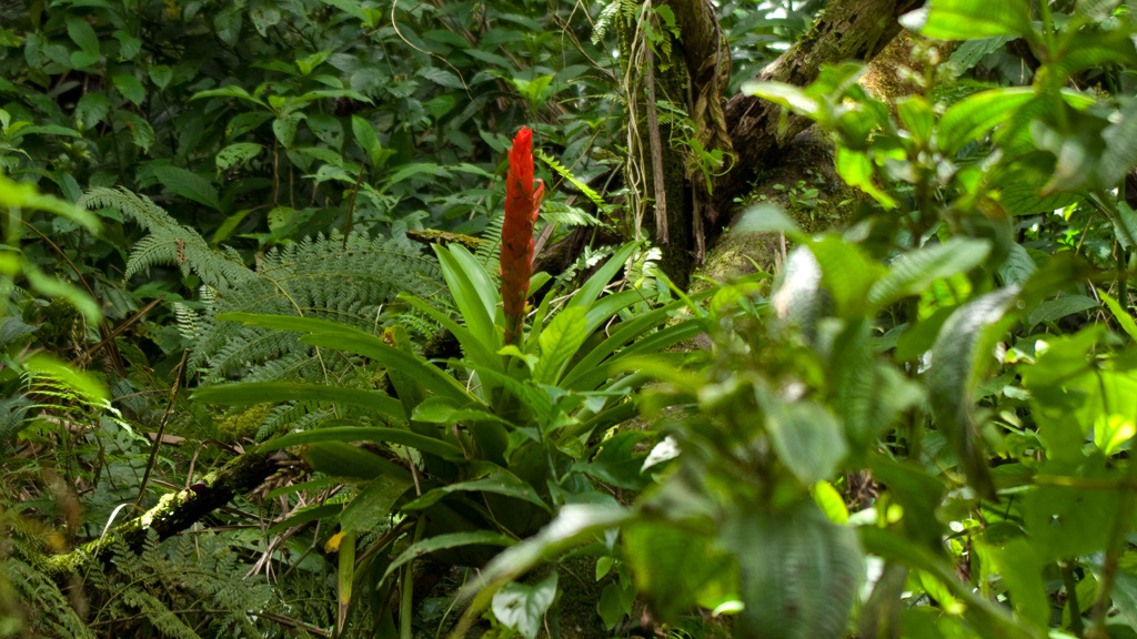 El%20Yunque%20133