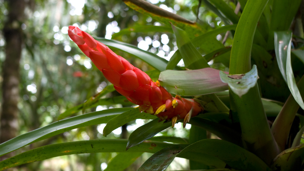 El%20Yunque%20145
