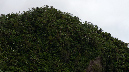 El%20Yunque%20068