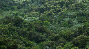 El%20Yunque%20071