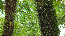 El%20Yunque%20091