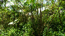 El%20Yunque%20099