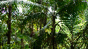 El%20Yunque%20111