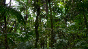 El%20Yunque%20113