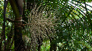 El%20Yunque%20122