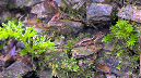El%20Yunque%20127