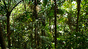 El%20Yunque%20131