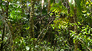 El%20Yunque%20134