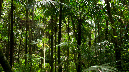 El%20Yunque%20141