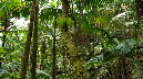 El%20Yunque%20143