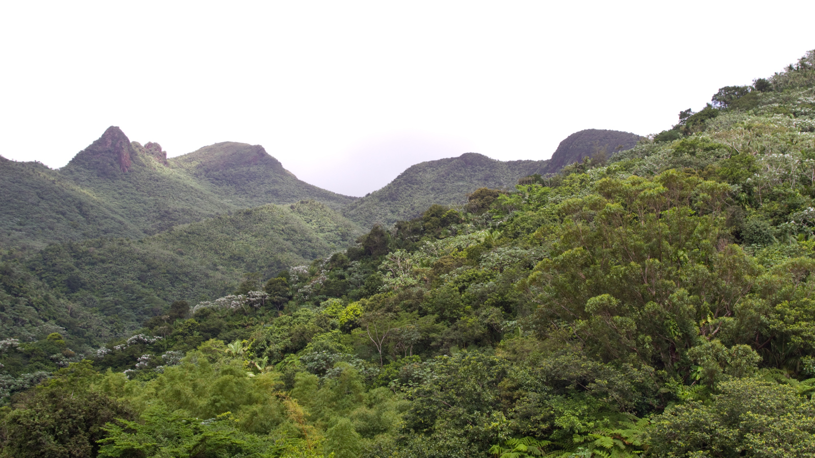 El%20Yunque%20059