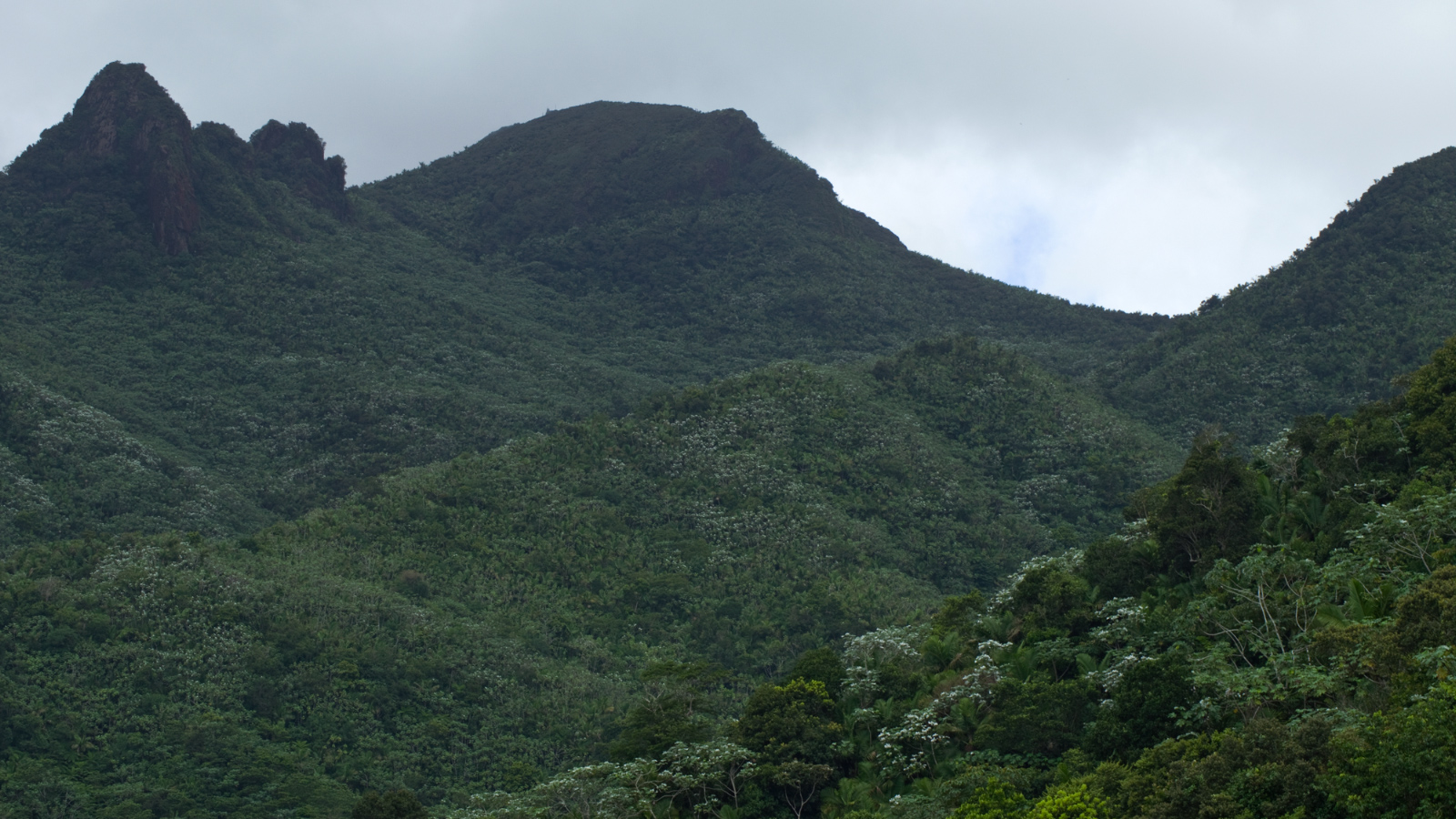 El%20Yunque%20062