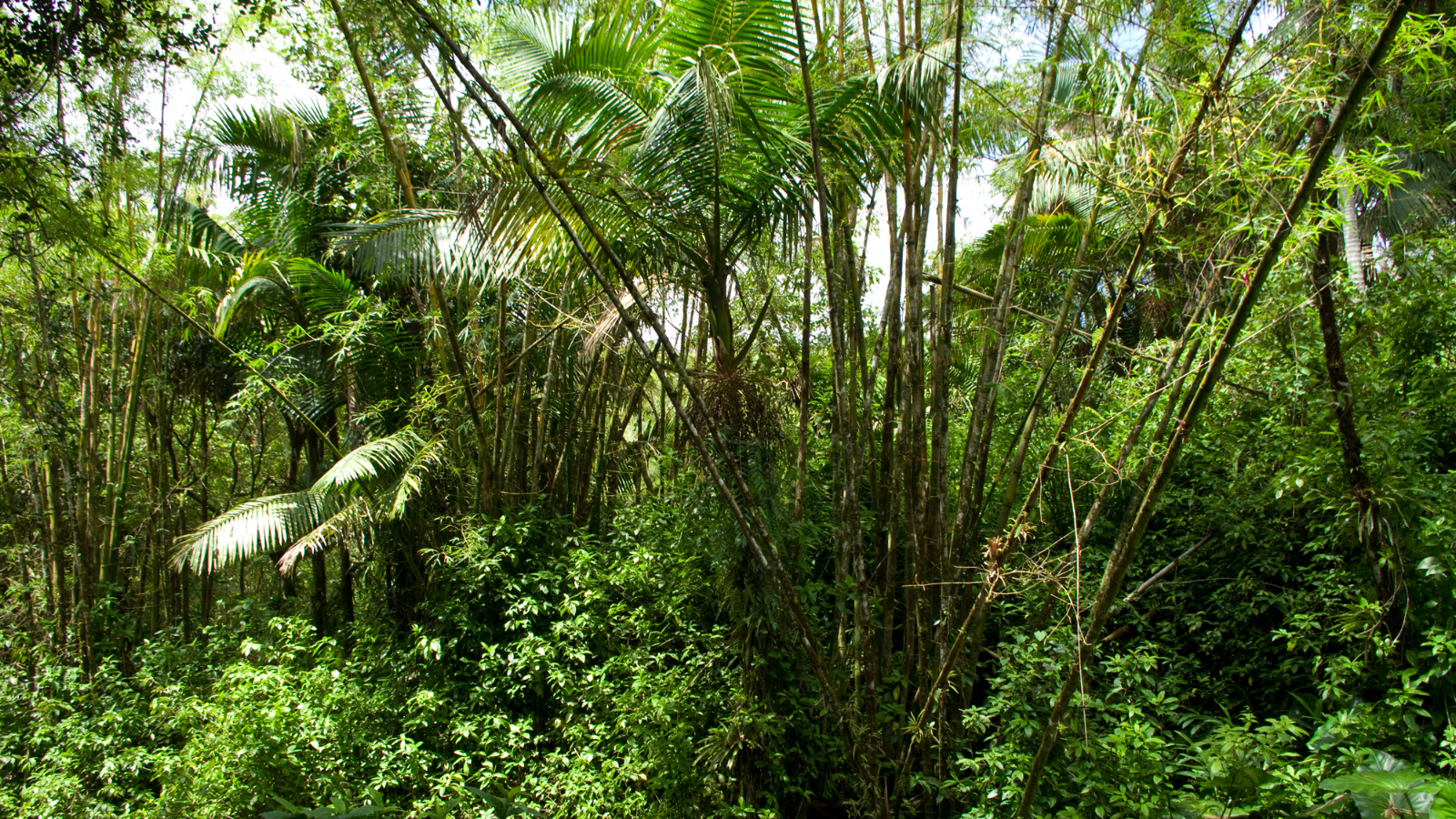 El%20Yunque%20099