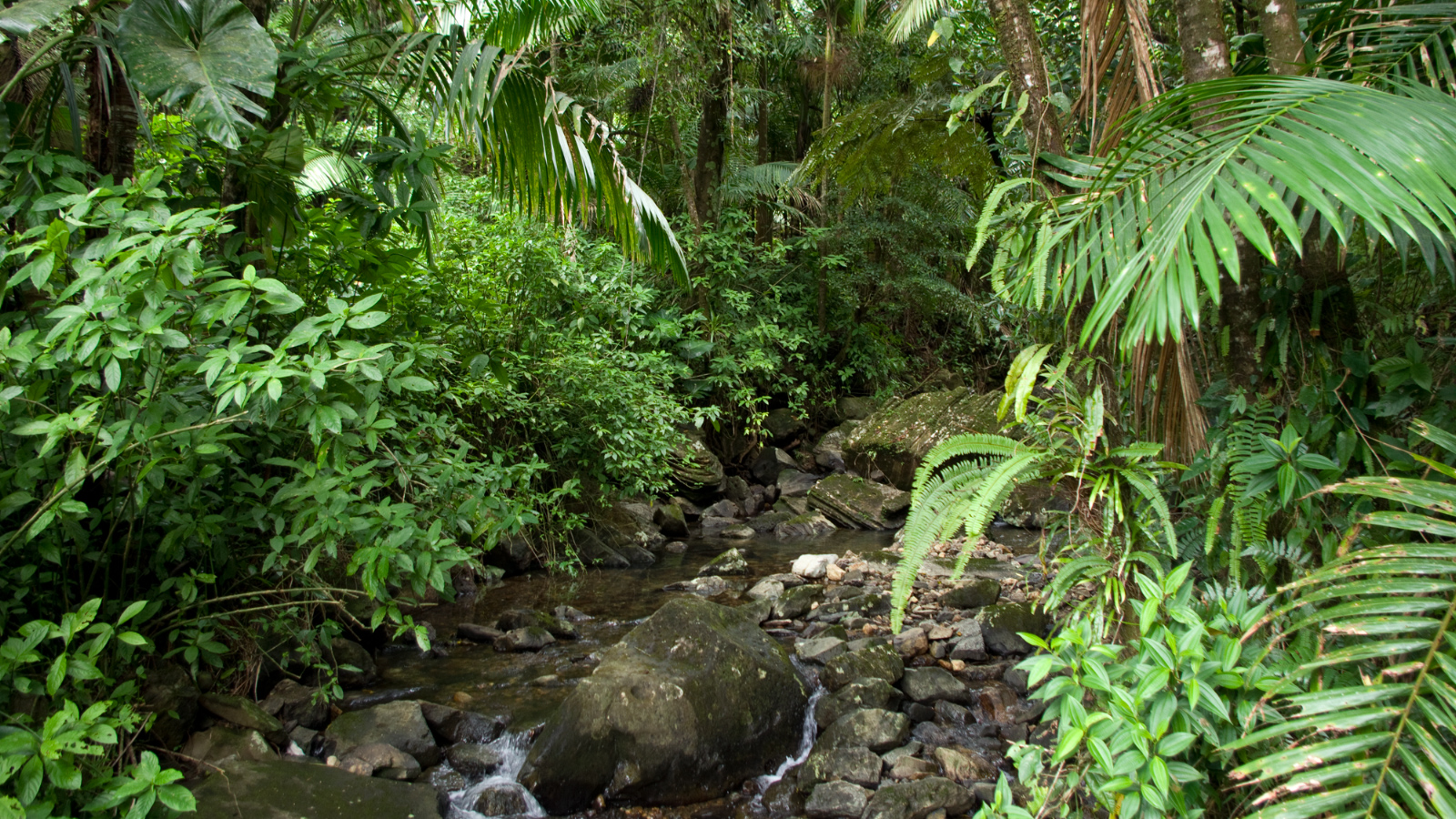 El%20Yunque%20109