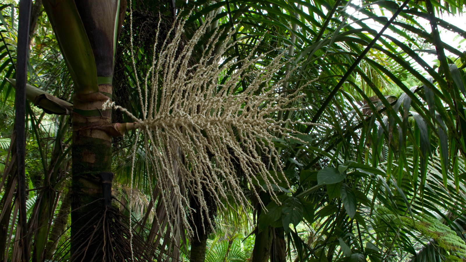 El%20Yunque%20122