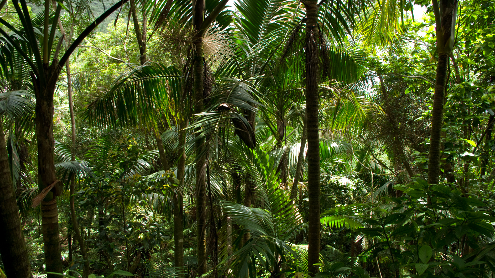 El%20Yunque%20131