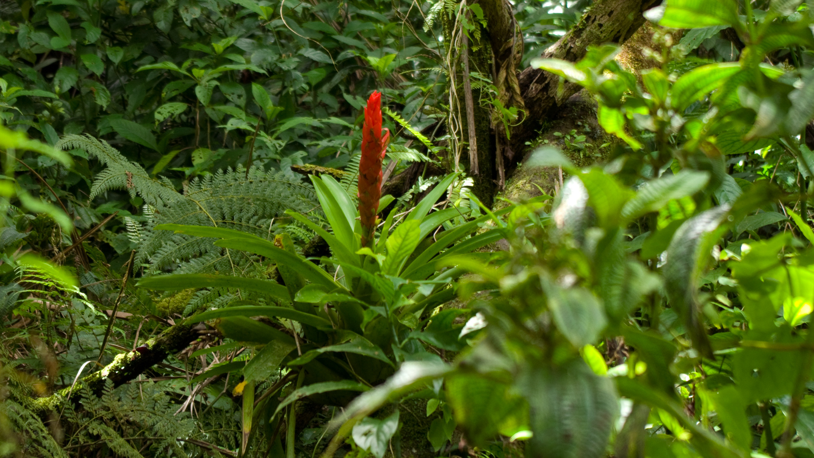 El%20Yunque%20133