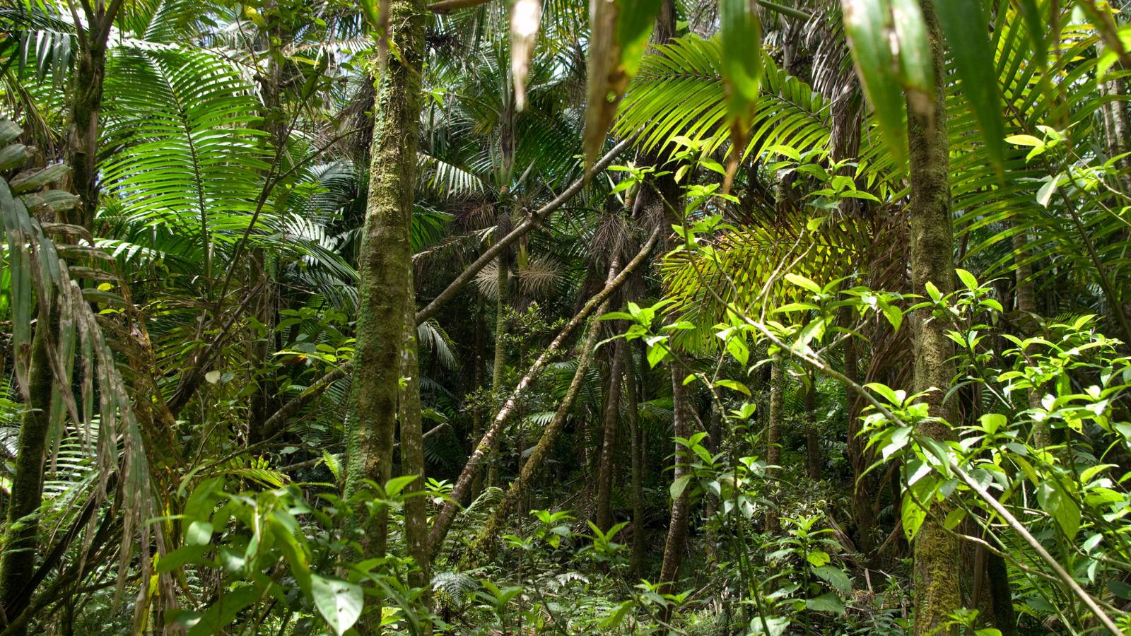El%20Yunque%20134