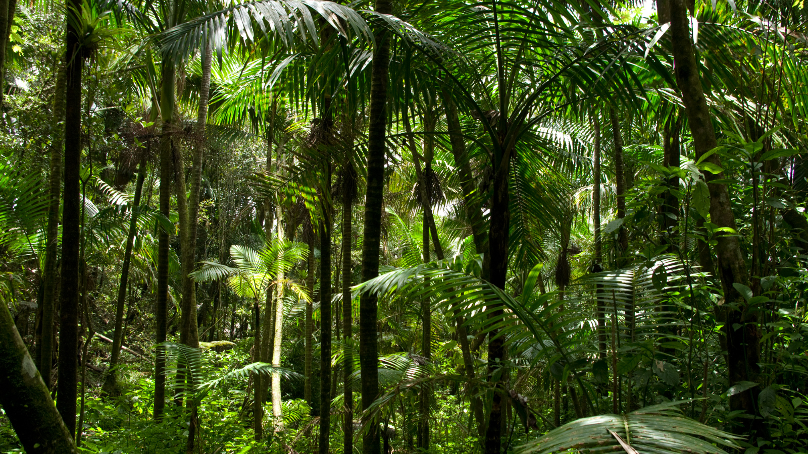 El%20Yunque%20141