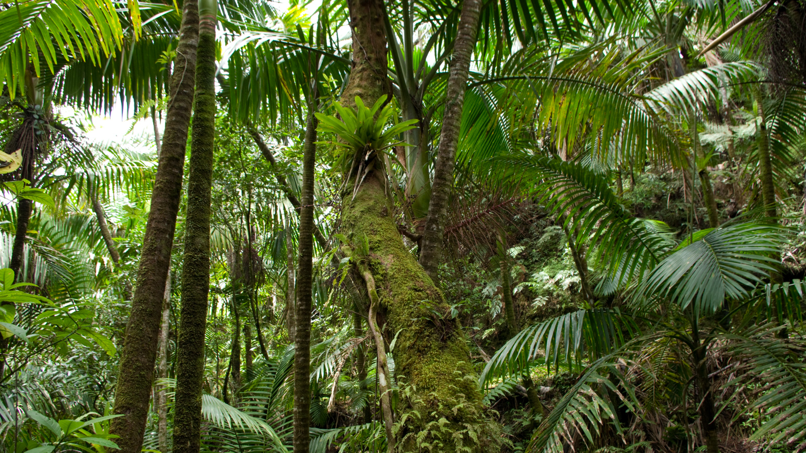El%20Yunque%20143