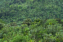 El%20Yunque%20064