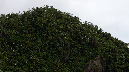 El%20Yunque%20068