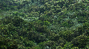El%20Yunque%20071