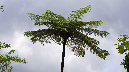El%20Yunque%20078