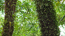 El%20Yunque%20091