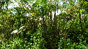 El%20Yunque%20099
