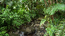 El%20Yunque%20109
